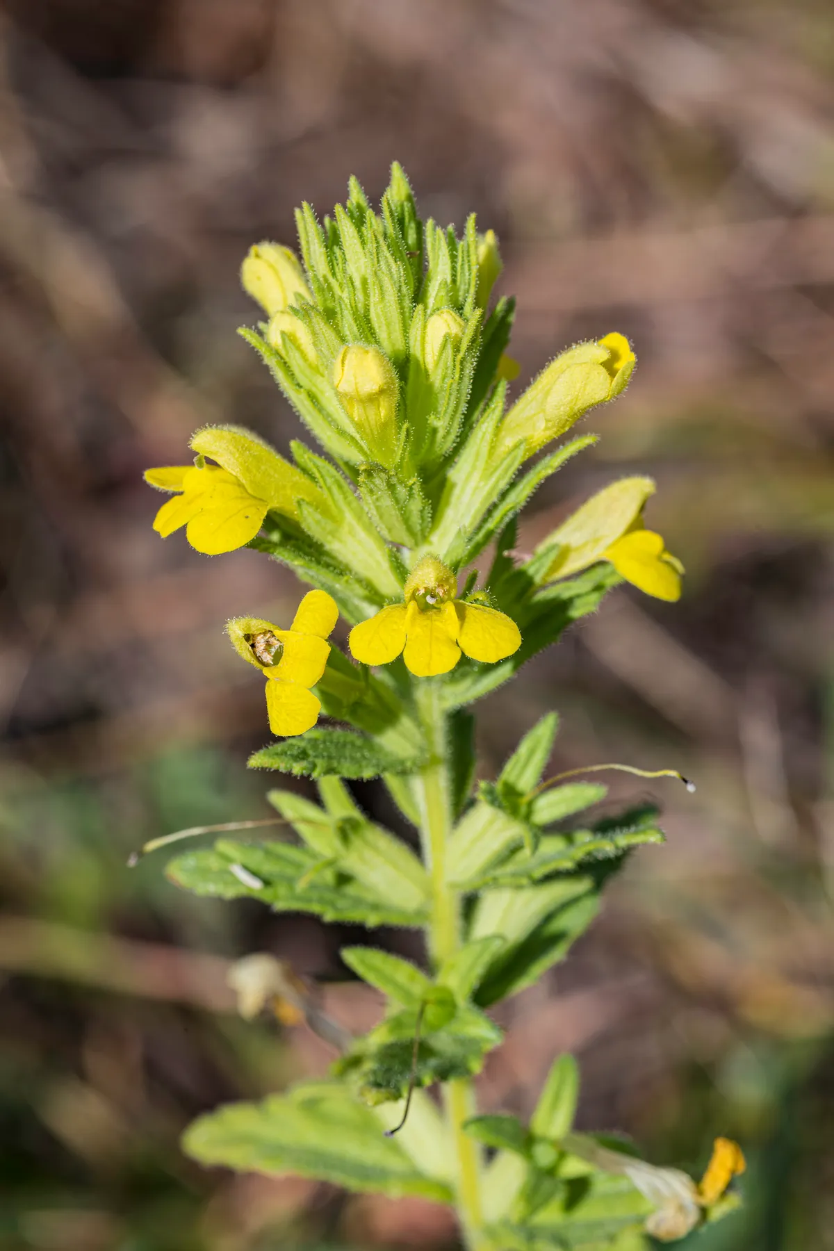 Yellow bartsia spike with several three-petalled flowers