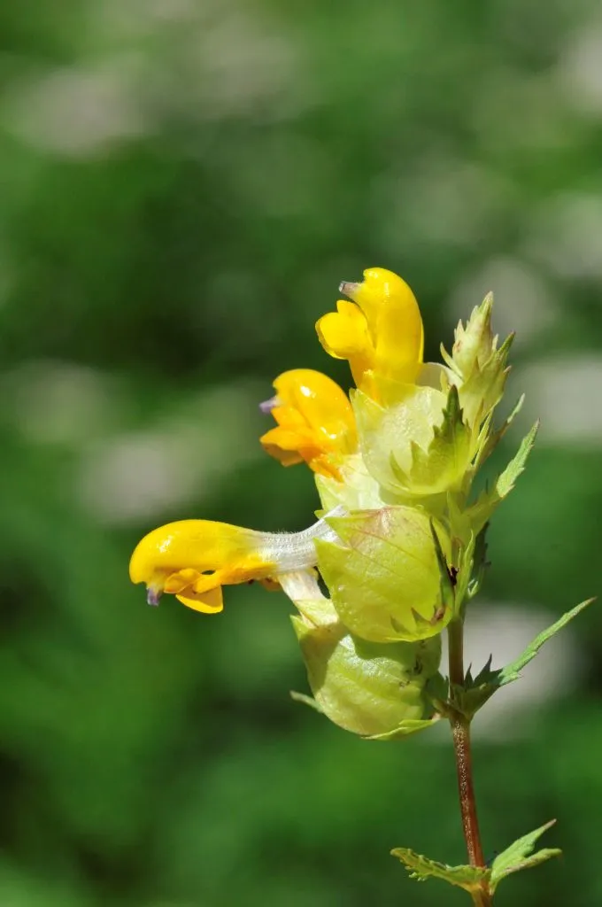 Close up of yellow rattle flowers