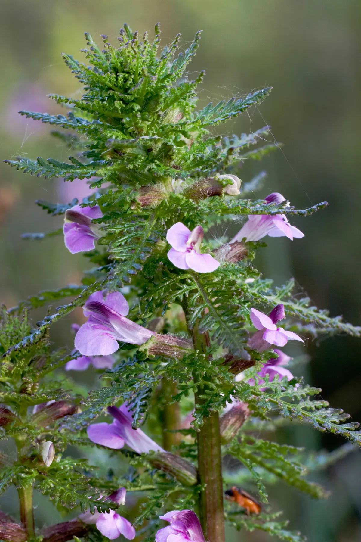 Marsh lousewort with dark green leaves resembling a miniature fern and delicate pink-purple flowers