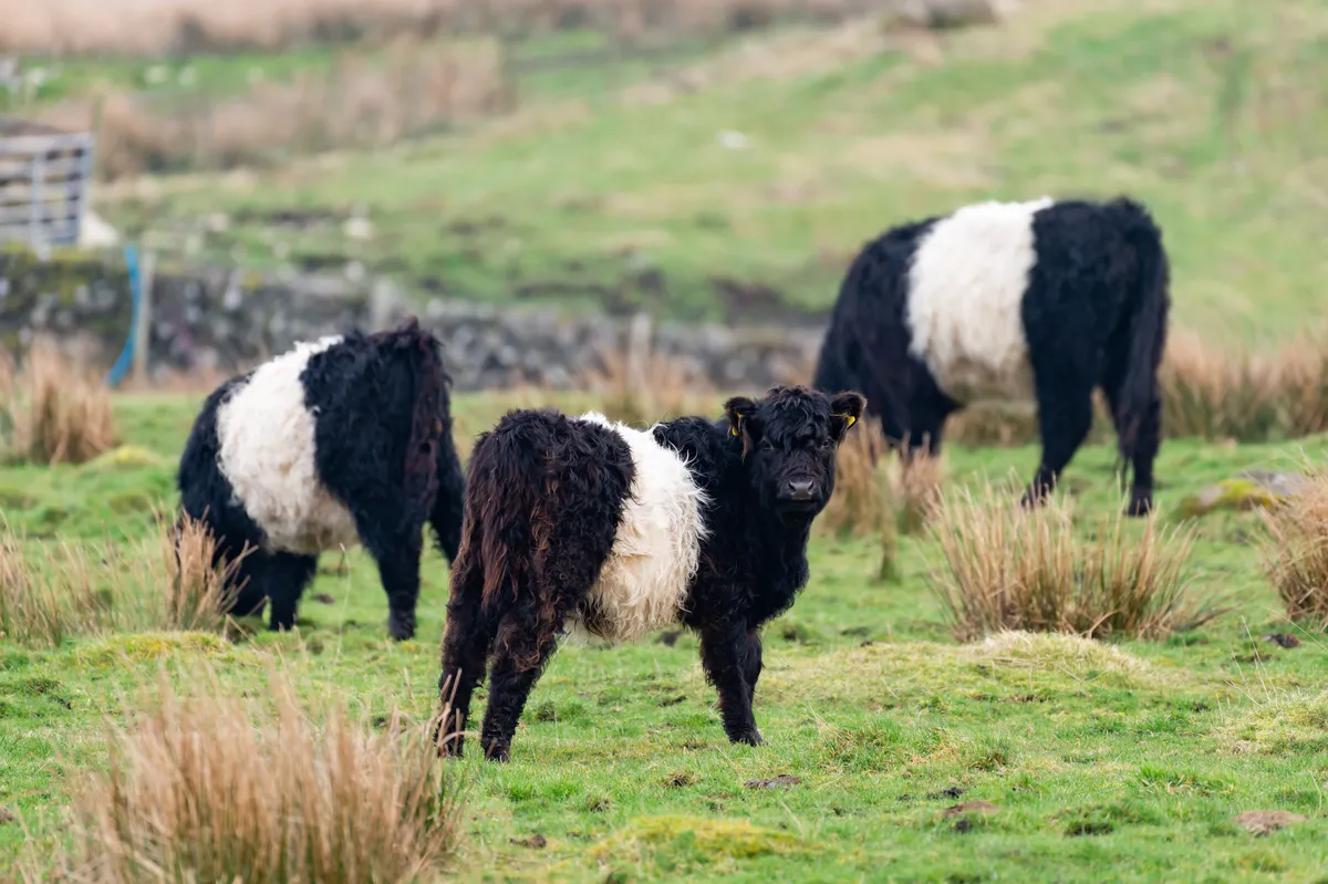Three belted galloway cows grazing in a green field