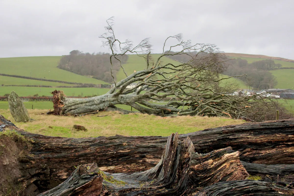 Tree felled by Storm Malik on the Isle of Bute, Scotland./Credit: Getty