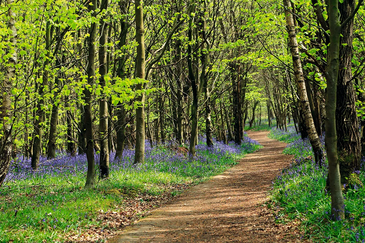 Bluebells and wood