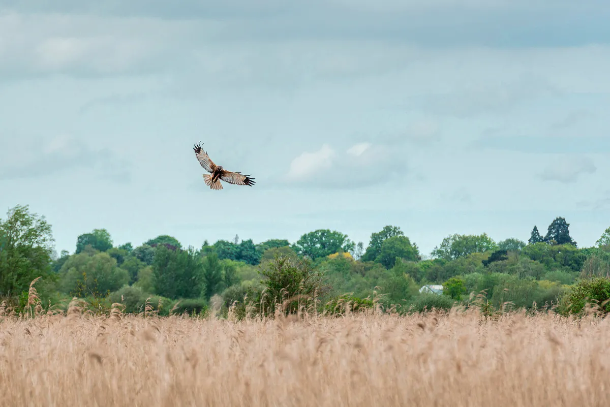 Bird hovering over reedbeds