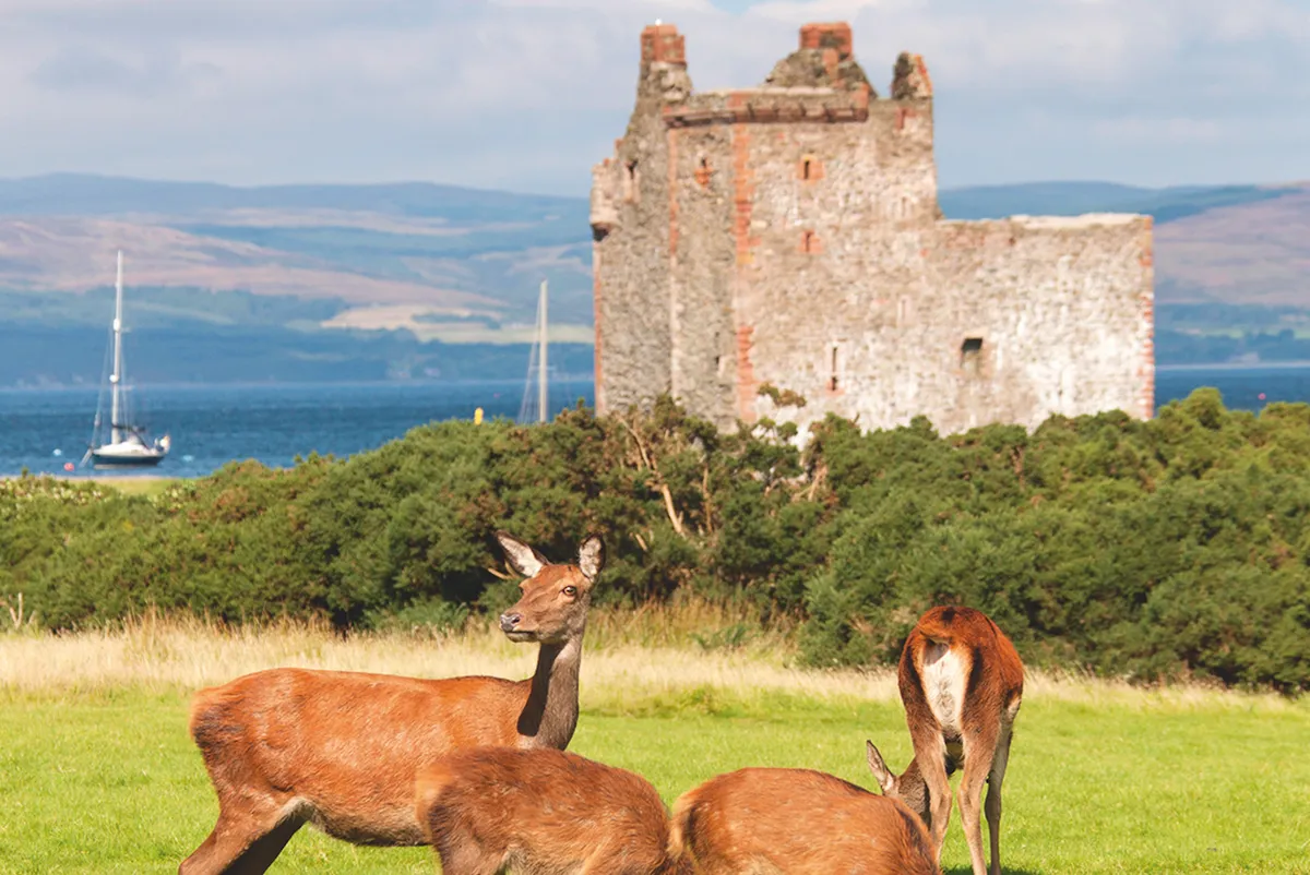 Deer in front of castle and sea