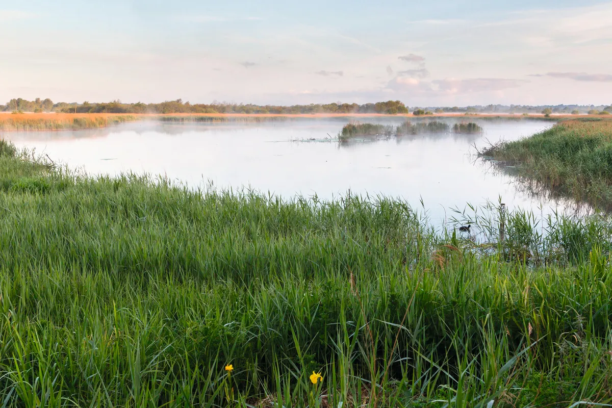 Landscape view of mist rising over reedbed