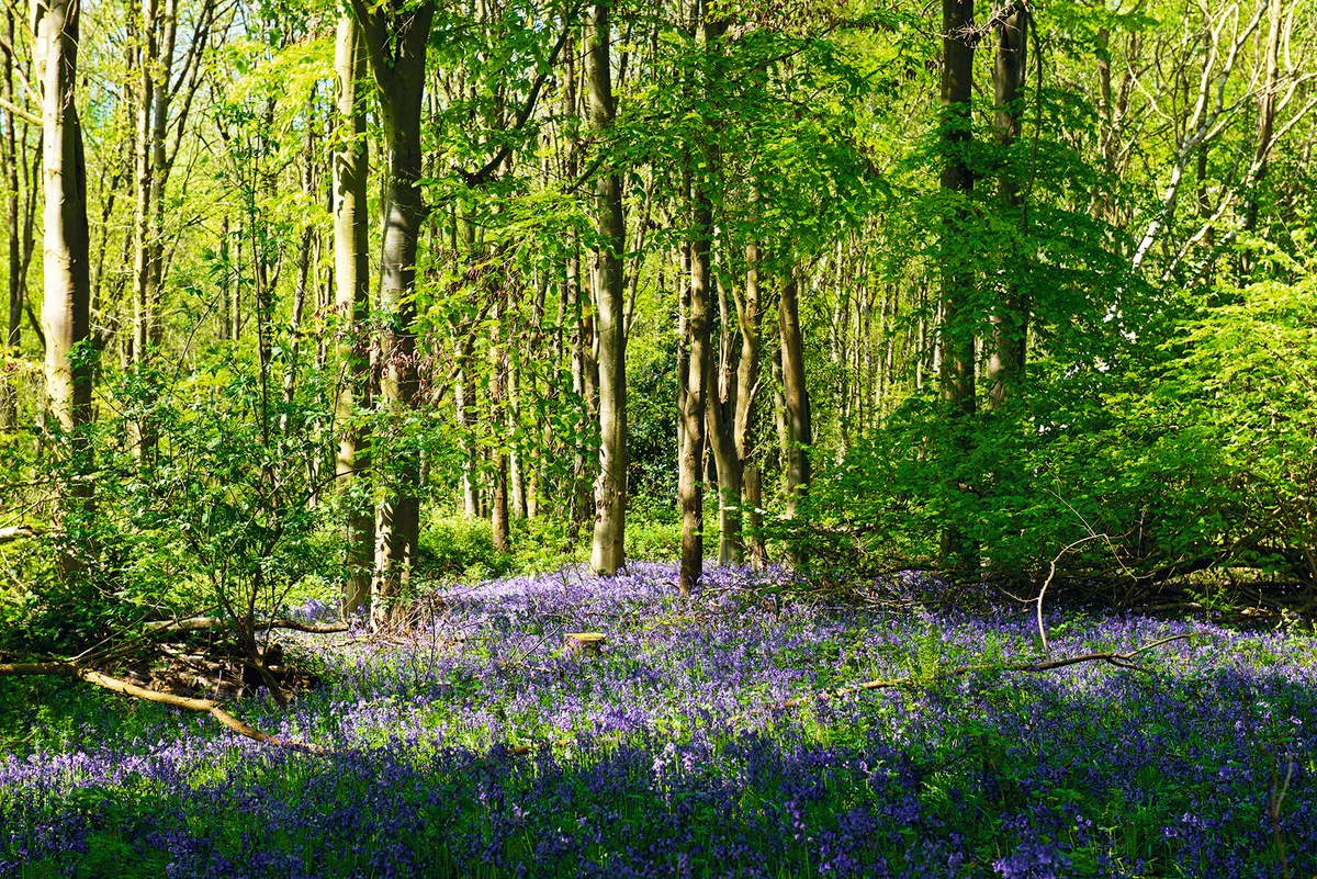 Woodland flowers in spring
