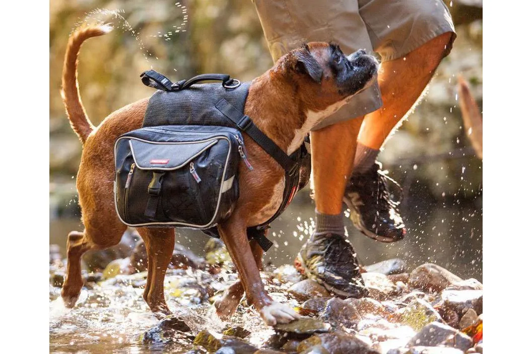 Dog wearing Ezy-Dog Summit Dog Backpack