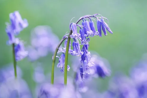Native bluebell with purple flowers