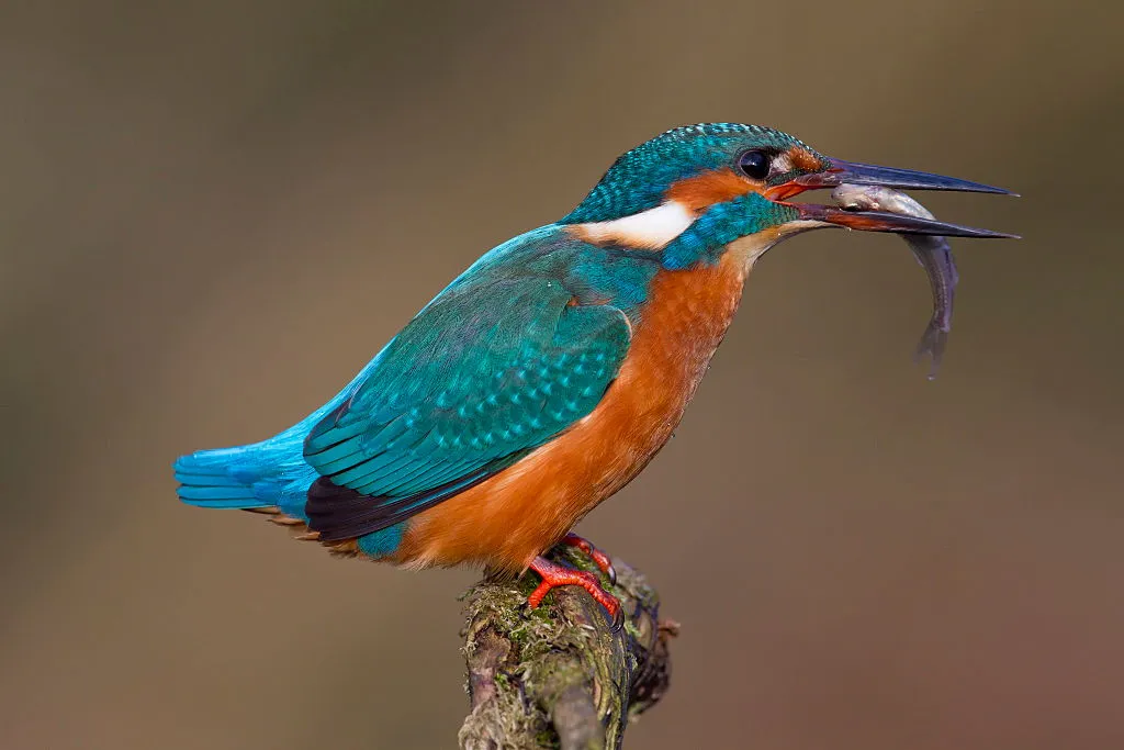 Kingfisher with a minnow in its beak