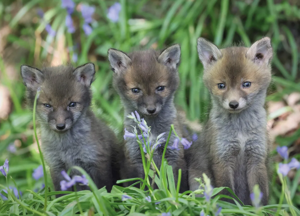 Image of three fox cubs looking at the camera that appeared as the April photograph for BBC Countryfile Calendar 2023