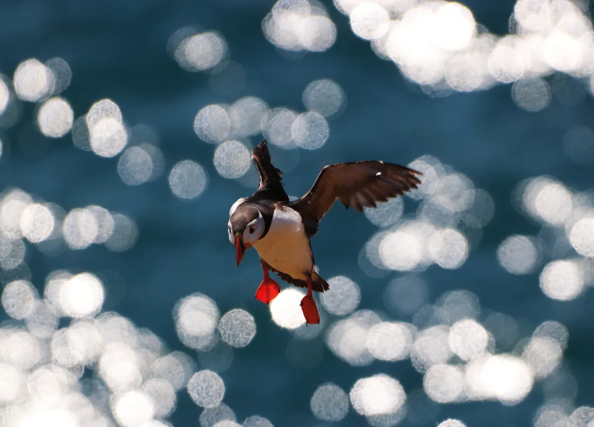 Image of a puffin in mid flight with out of focus waves behind creating a sparkling effect that appeared as the August photograph for BBC Countryfile Calendar 2023