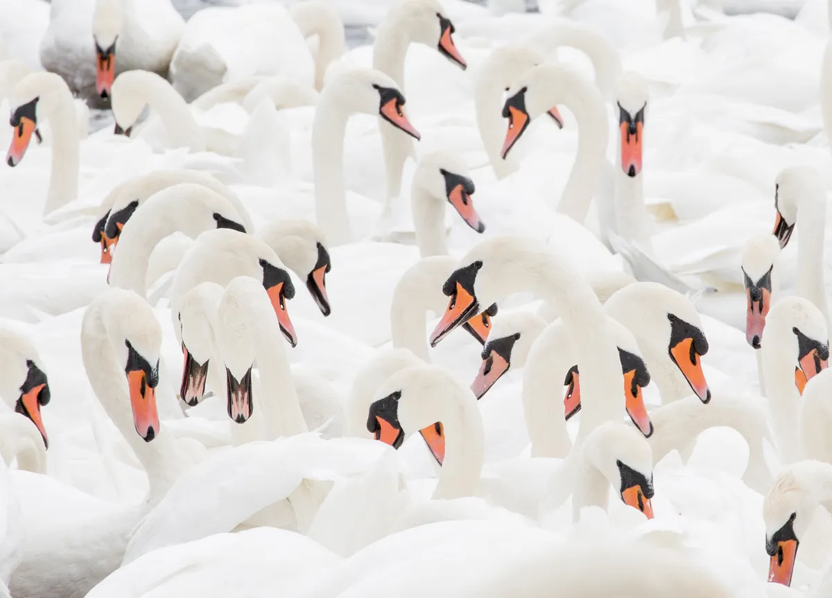 Image of a group of swans that appeared as the December photograph for BBC Countryfile Calendar 2023