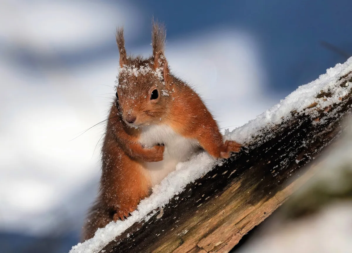 Image of Red Squirrel in snow that appeared as the January photograph for BBC Countryfile Calendar 2023