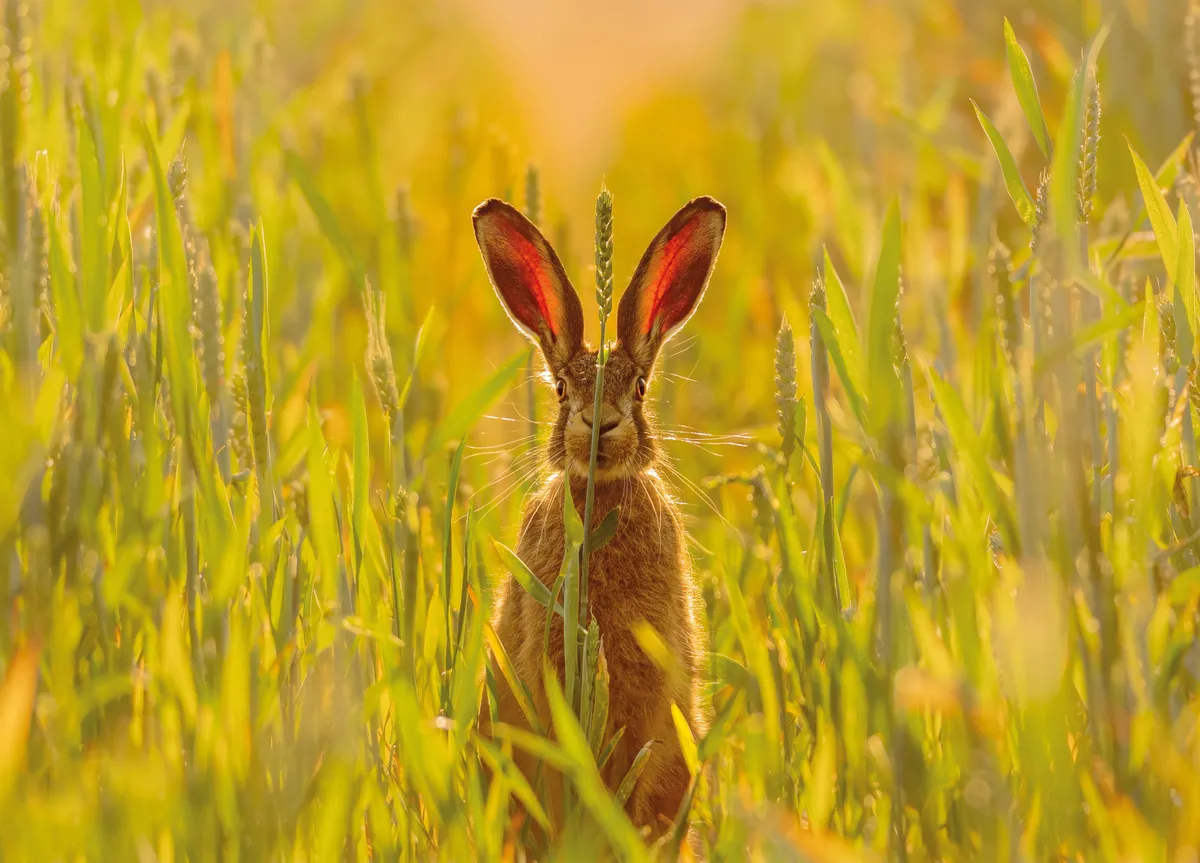 Image of a hare in a meadow behind a large stalk of grass that appeared as the July photograph for BBC Countryfile Calendar 2023