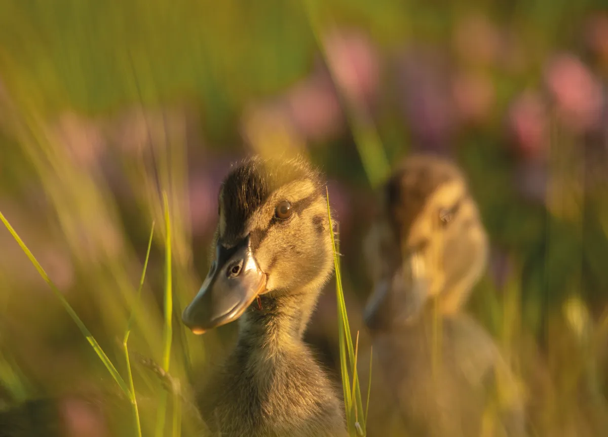 Close up image of baby ducklings that appeared as the May photograph for BBC Countryfile Calendar 2023