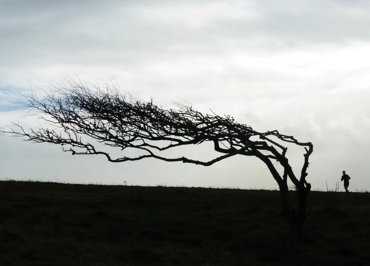 Image of a silhouetted tree bent over int he wind with a runner next to it that appeared as the November photograph for BBC Countryfile Calendar 2023