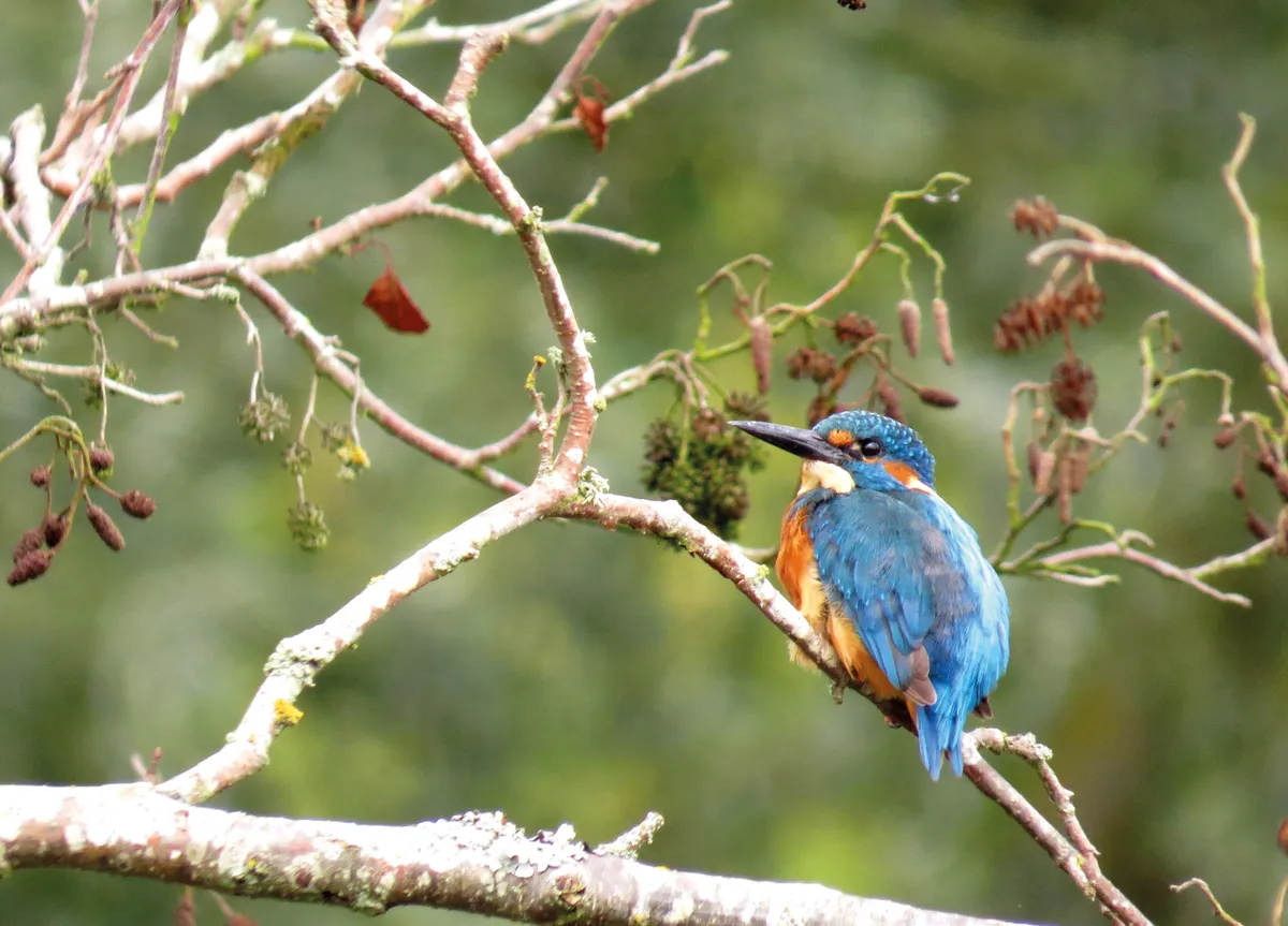 Image of a kingfisher on a branch that appeared as the October photograph for BBC Countryfile Calendar 2023