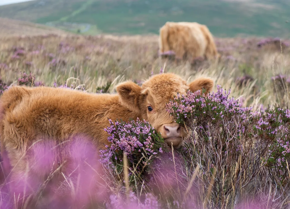 Image of a fluffy Highland calf in heather that won the BBC Countryfile Calendar 2023 competition and appeared as the September photograph