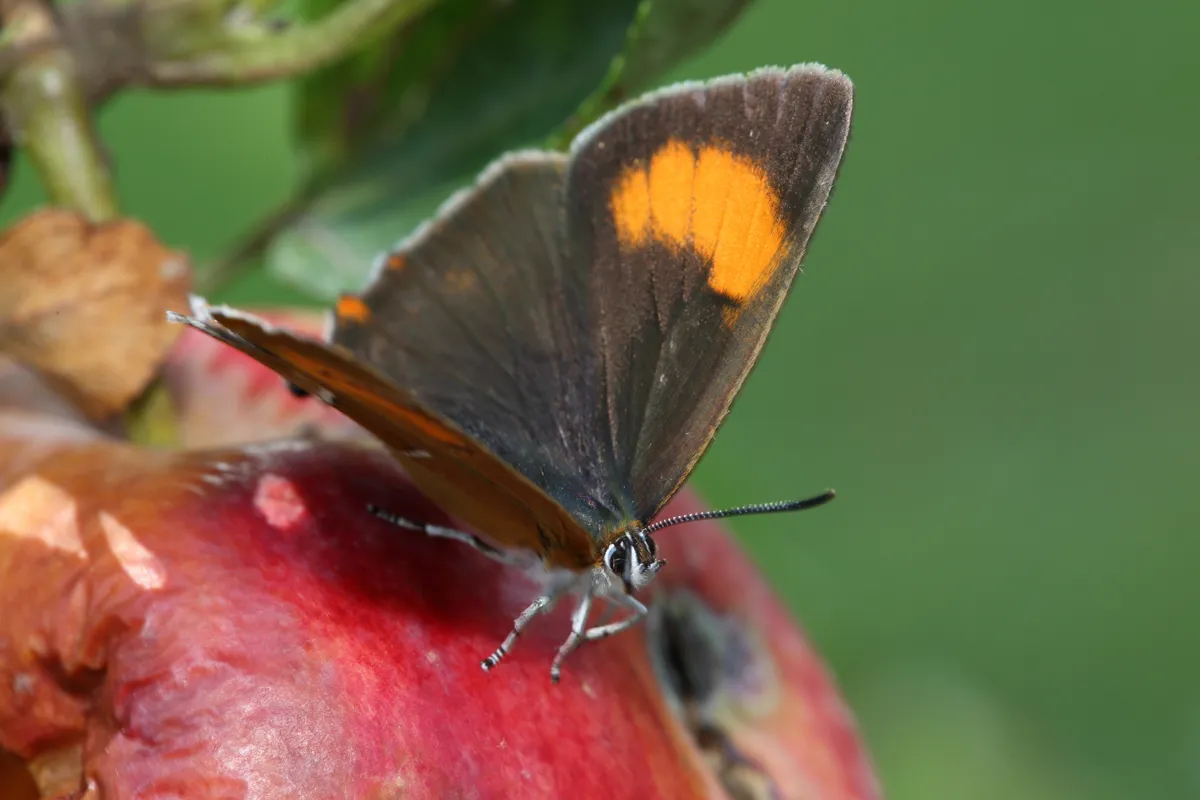 Brown Hairstreak (thecla betulae) is an elusive species to spot/Credit: Getty