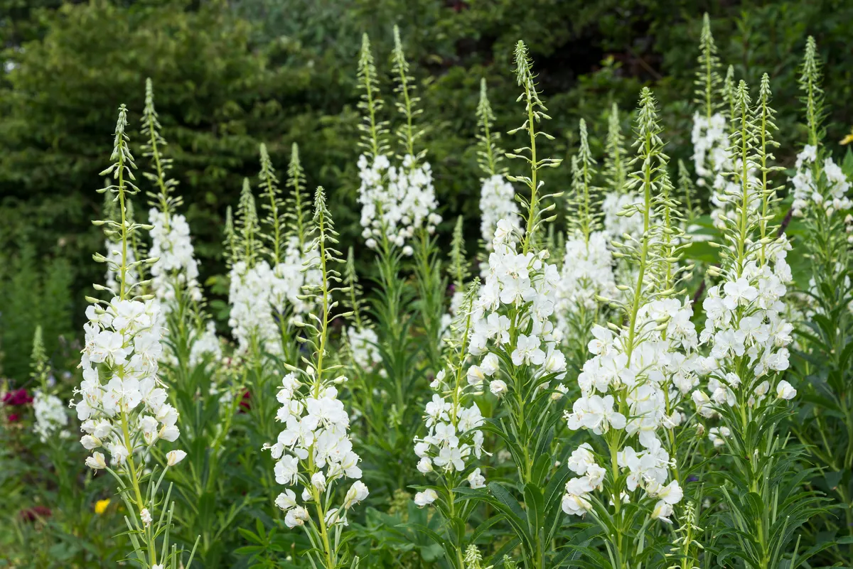 White form of Rosebay Willowherb which is grown as an ornamental garden plant. Tall stems of pure white flowers in mid summer.