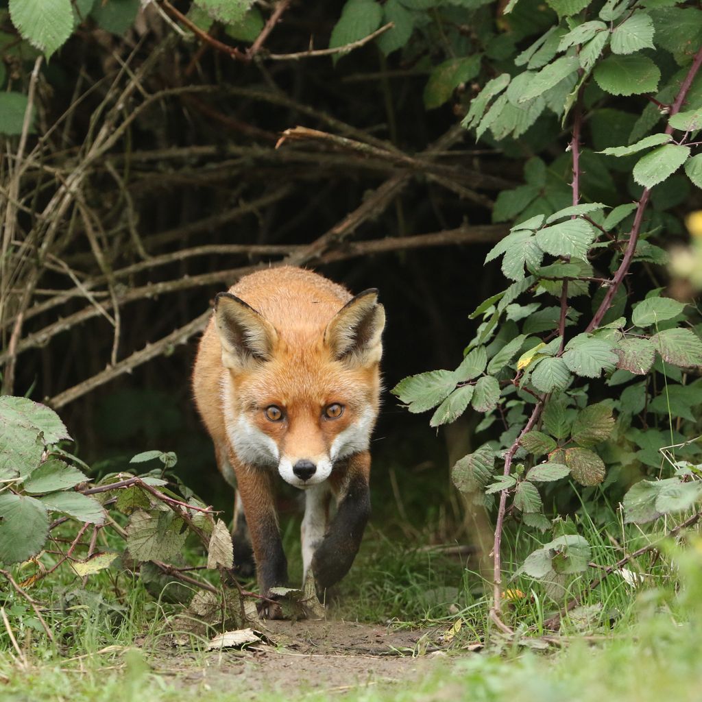 Understand fox behaviour - Discover Wildlife