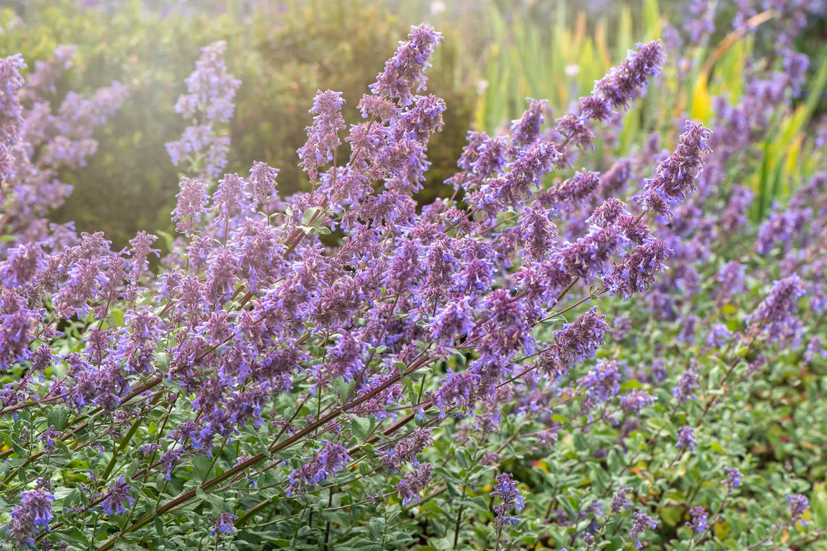 A bush of purple nepeta also known as catmint