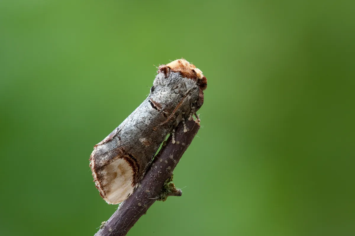 Buff-tip moth on edge of twig looking as it is part of the plant.