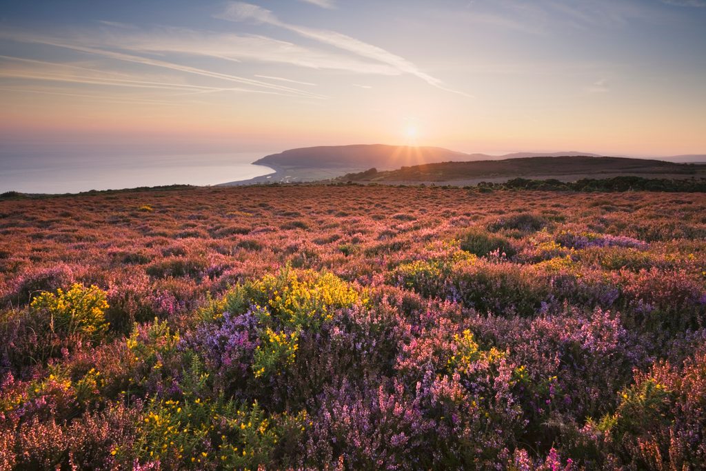 Heather Arctic Color Example Heather guide: learn how to identify different species and where they ...