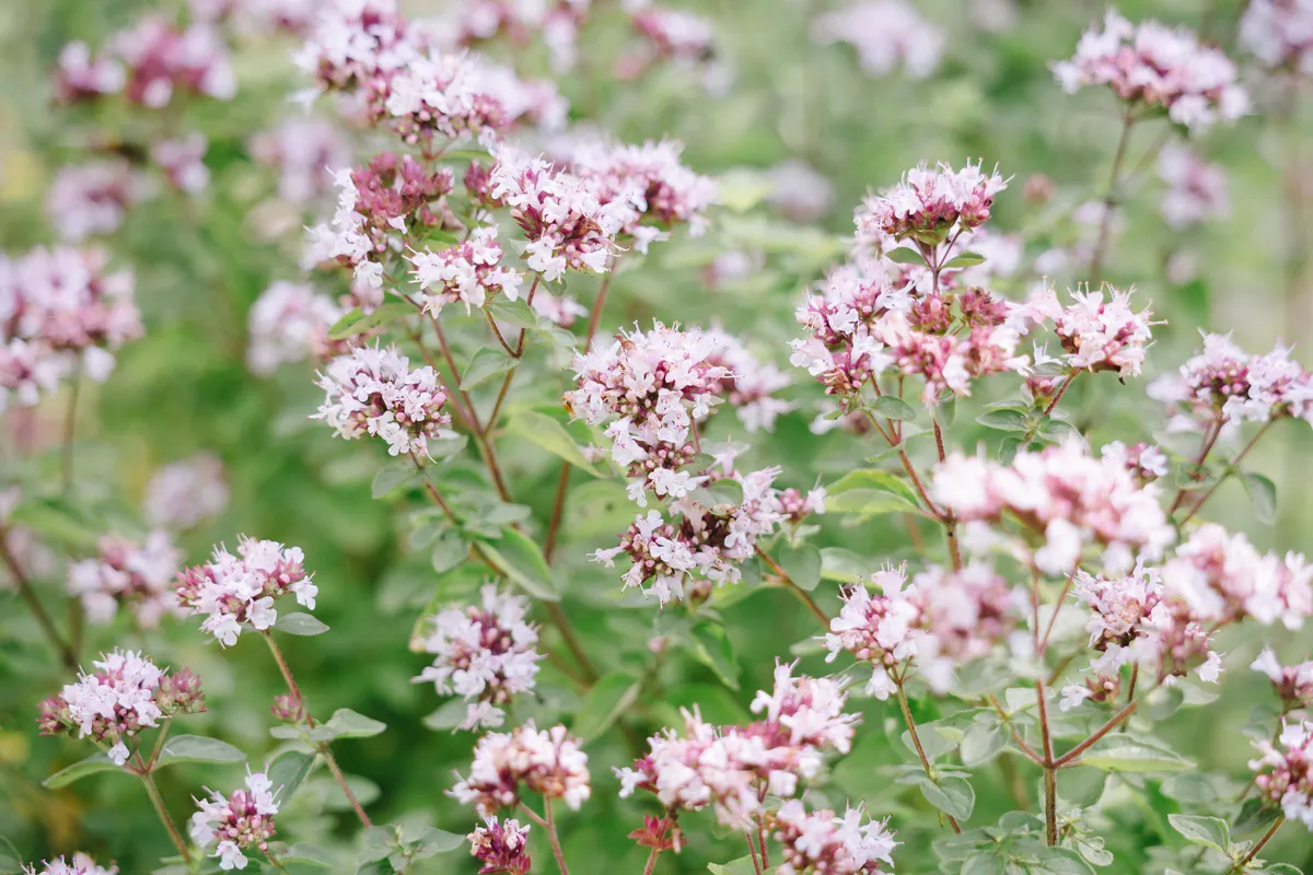 Limited depth of field image of the flowers of wild marjoram (Origanum vulgare), growing in the photographer's Cornish garden in summer.