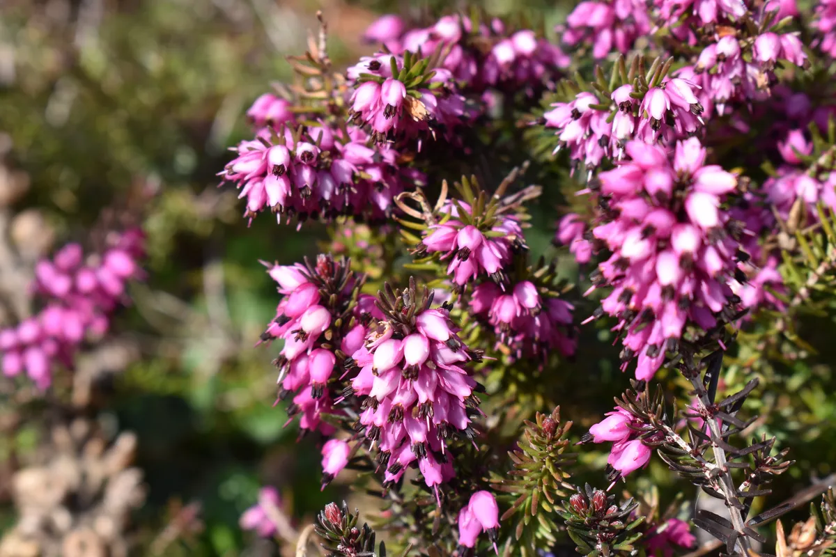 Extreme close up on bell heather flowers in the sunlight