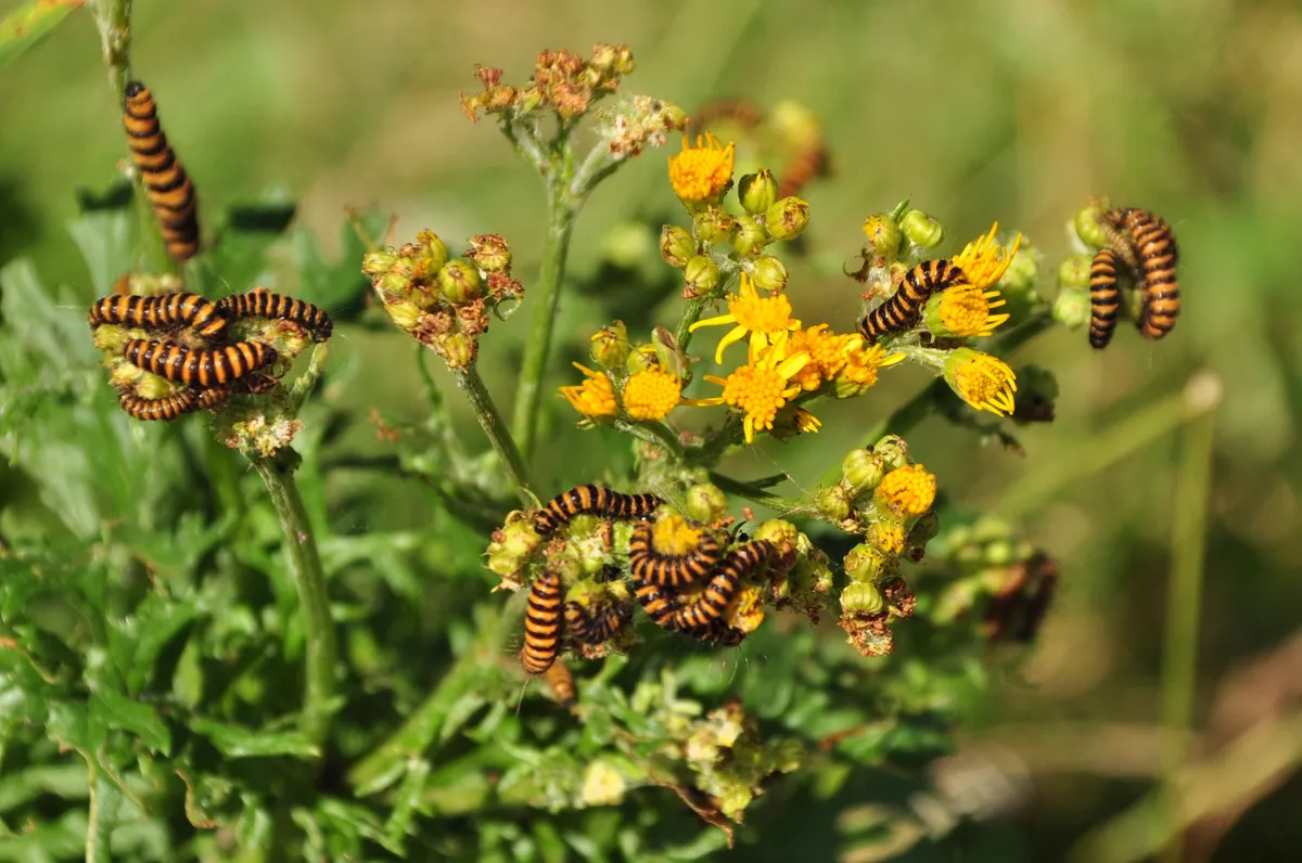Cinnabar moth caterpillars swarm on ragwort