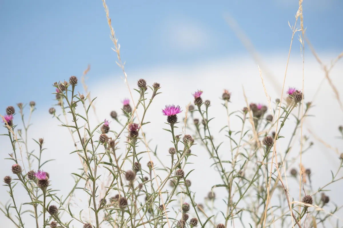 A field of purple lesser knapweed flowers against a blue sky