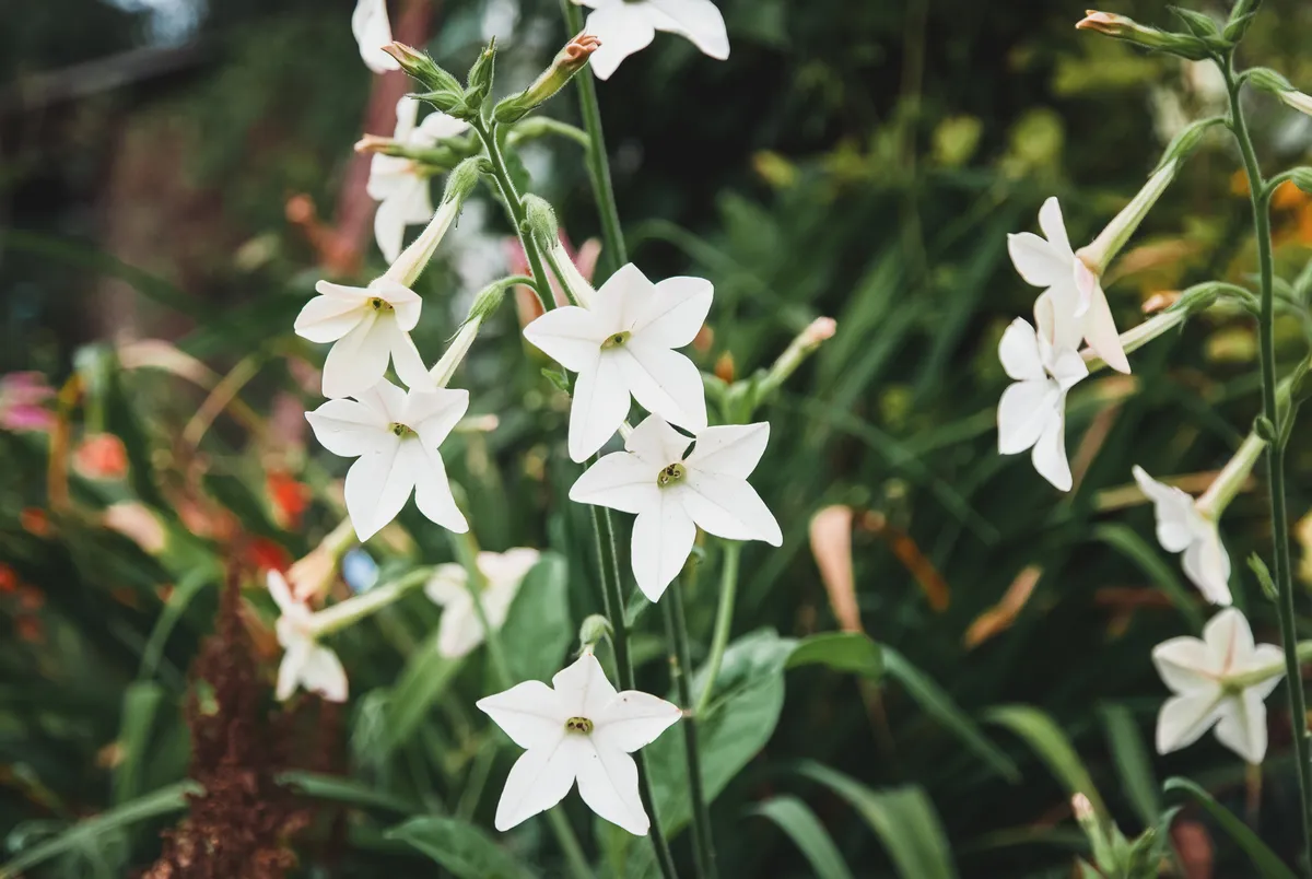 White flowers of Nicotiana lata
