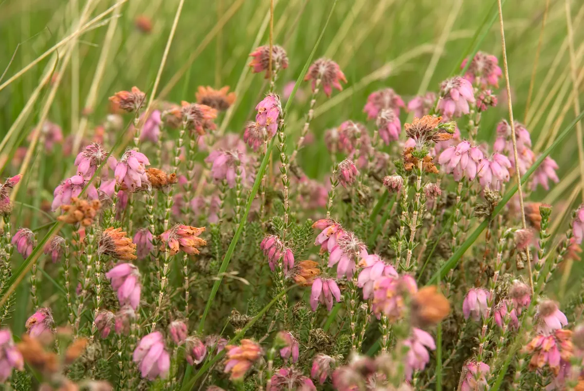 A Cross-leaved Heath (Erica tetralix); Straggly, greyish dwarf shrub, 20-70cm; young twigs hairy. Leaves linear-lanceolate, in whorls of 4, hairy at least when young. Flowers pale pink, 6-9mm long; globular, in compact terminal clusters; anthers not protruding. Fruit downy.