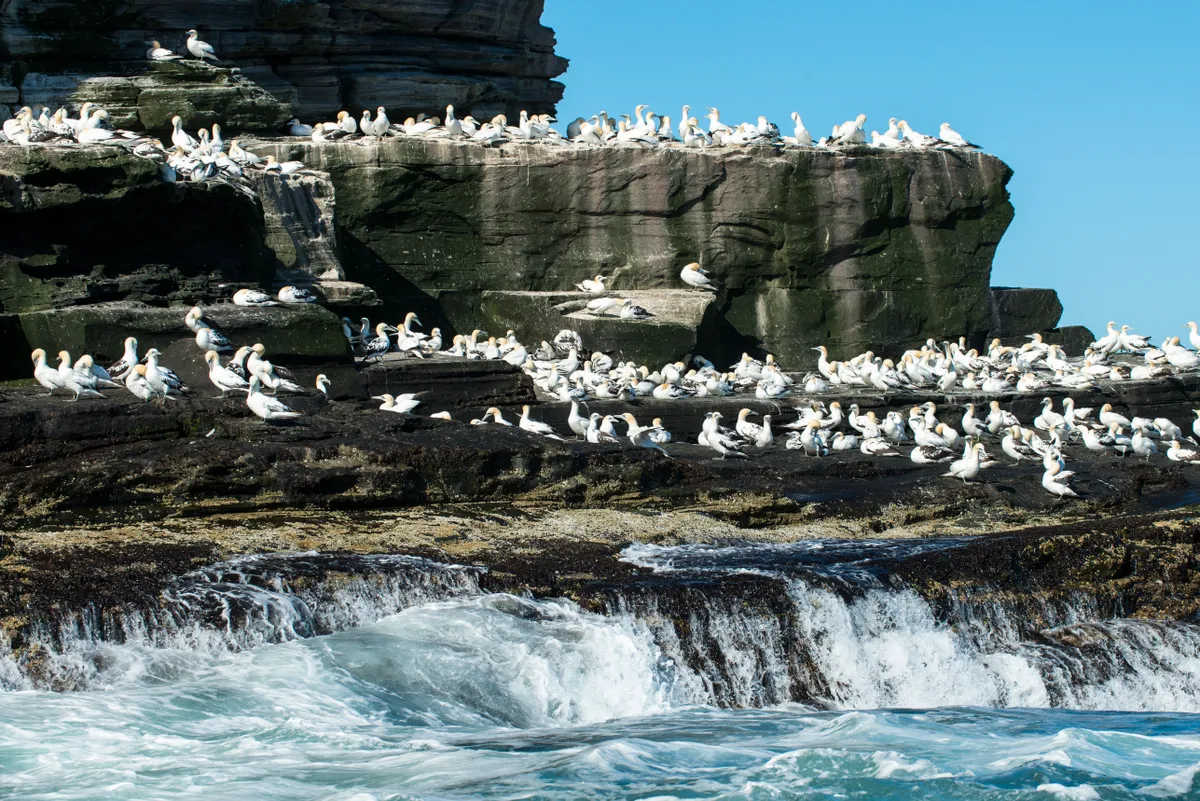 Northern gannets congregating on cliff ledges