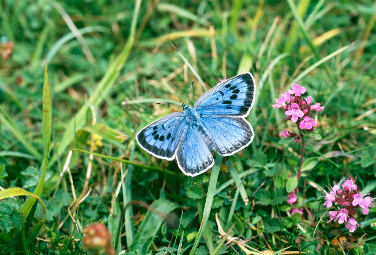 Large Blue Butterfly on grass