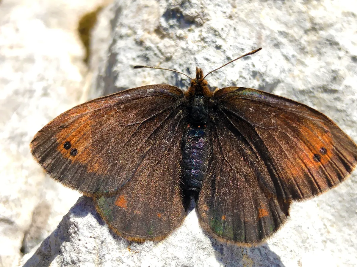 Mountain ringlet butterfly (Erebia epiphron) on rock