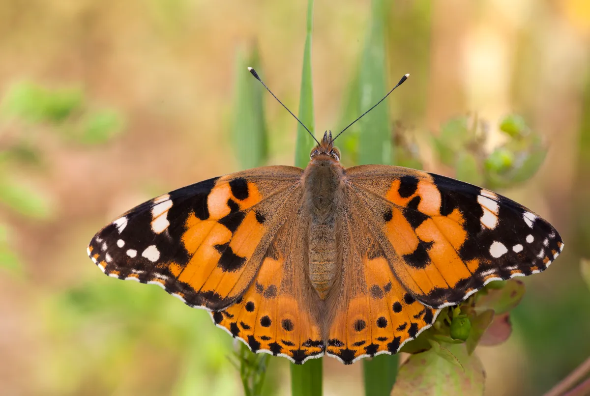 Painted lady butterfly on grass
