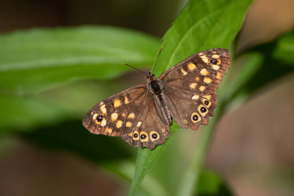 Speckled wood butterfly on leaf