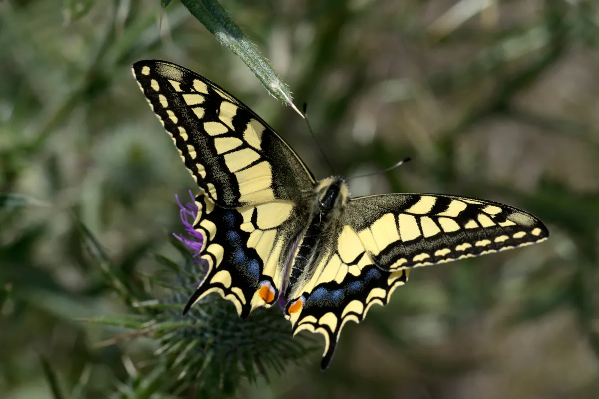 Swallowtail (Papilio machaon) on thistle