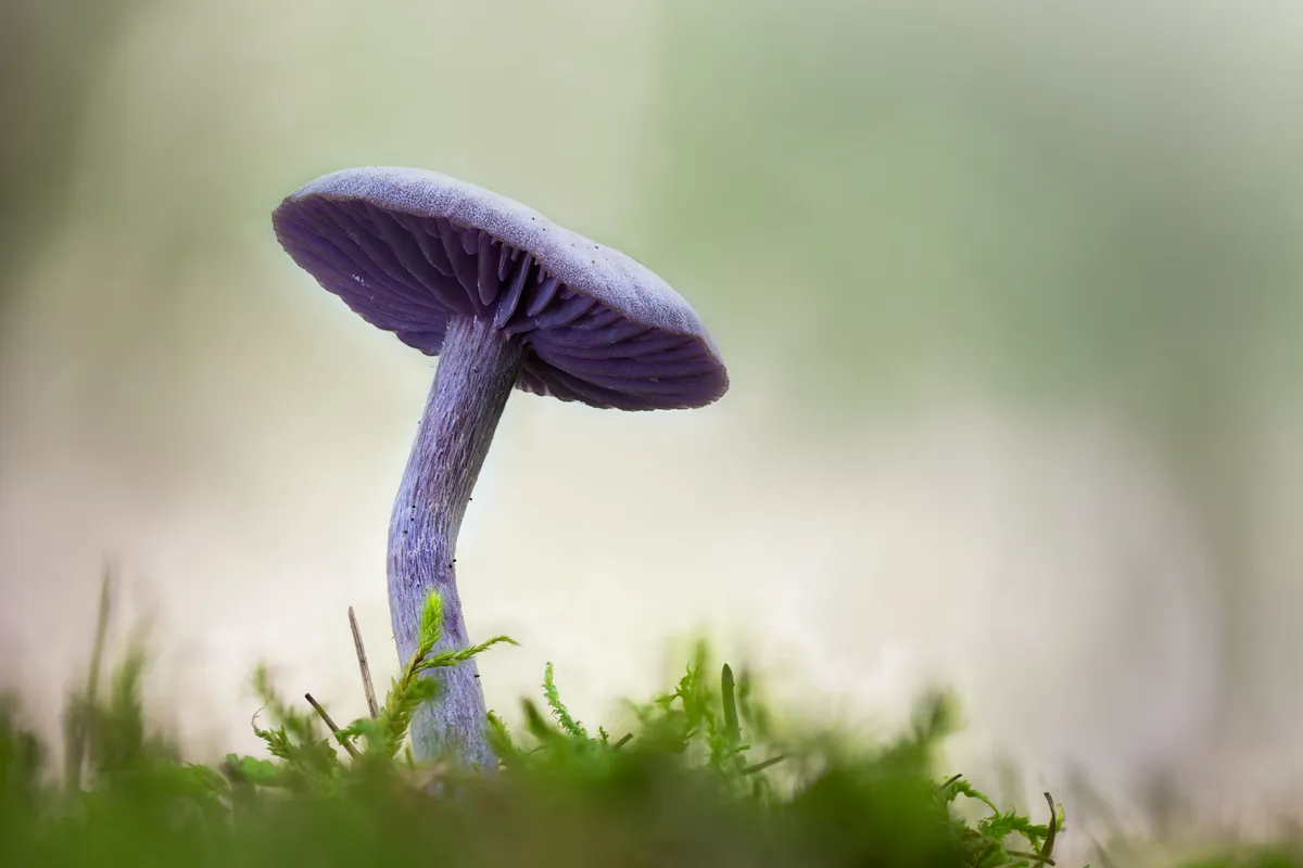 A close-up of a amethyst deceiver in grass