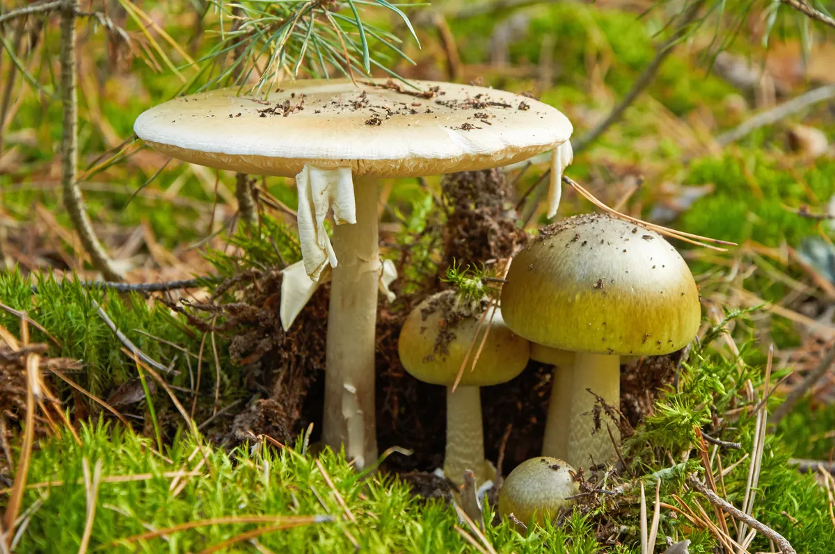 Family of dangerous Amanita phalloides growing in the grass
