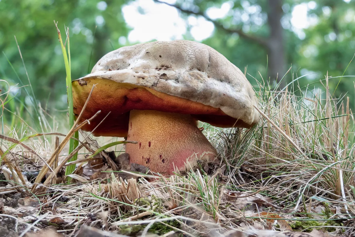 The Devils bolete growing in grass on a woodland floor
