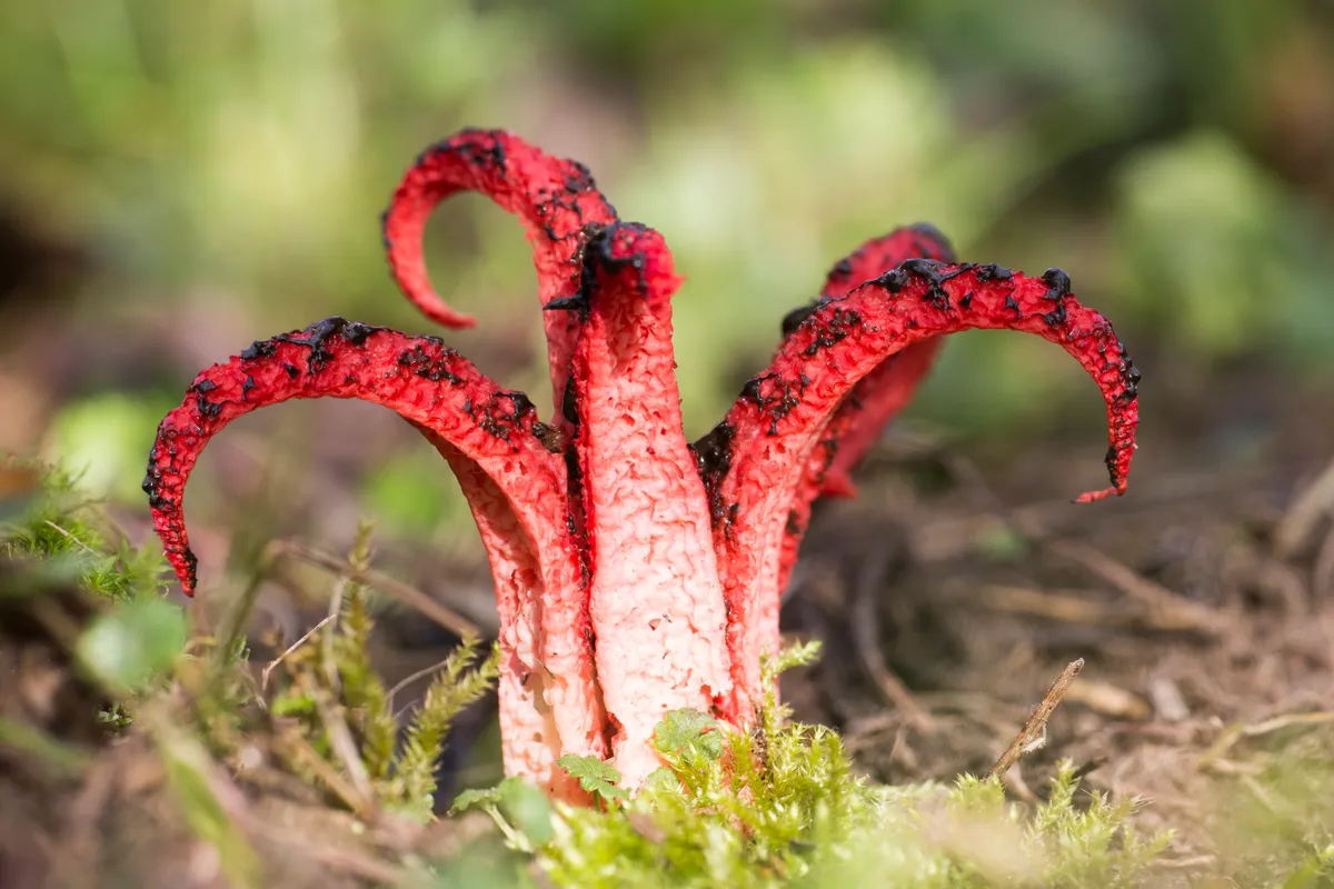 Devil's fingers or Octopus stinkhorn in ground