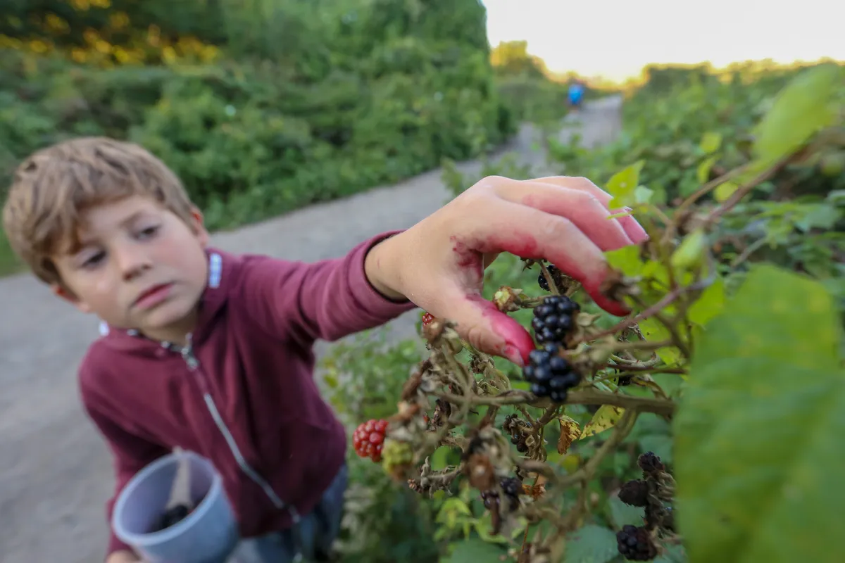 Boy reaching out to pick blackberries with hands stained pink with blackberry juice
