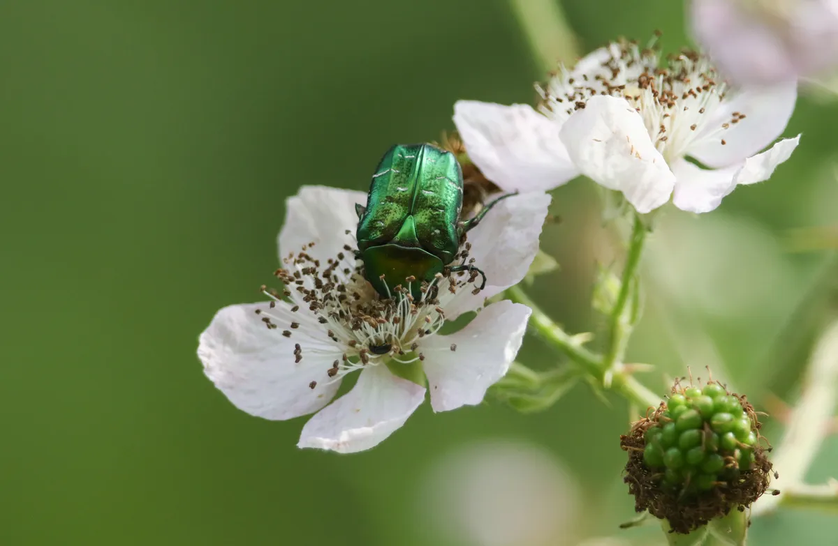 A metallic green rose chafer beetle on a pale pink blackberry flower