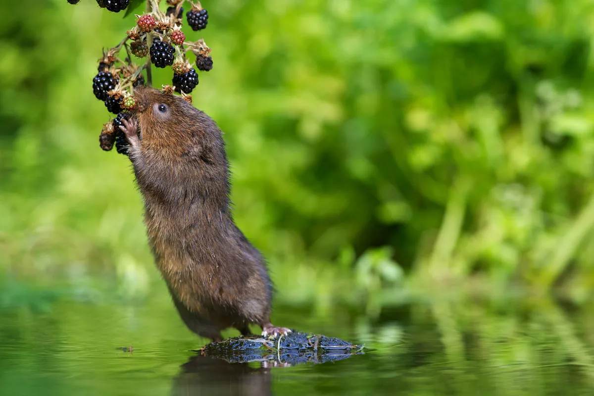 A water vole standing on a rock in a river, eats from a dangling branch of blackberries