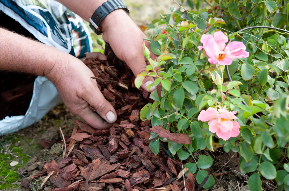 Gardener uses the pine bark to mulch a rose bush