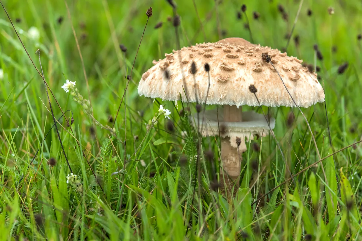 Mushroom in a the meadow in the rain