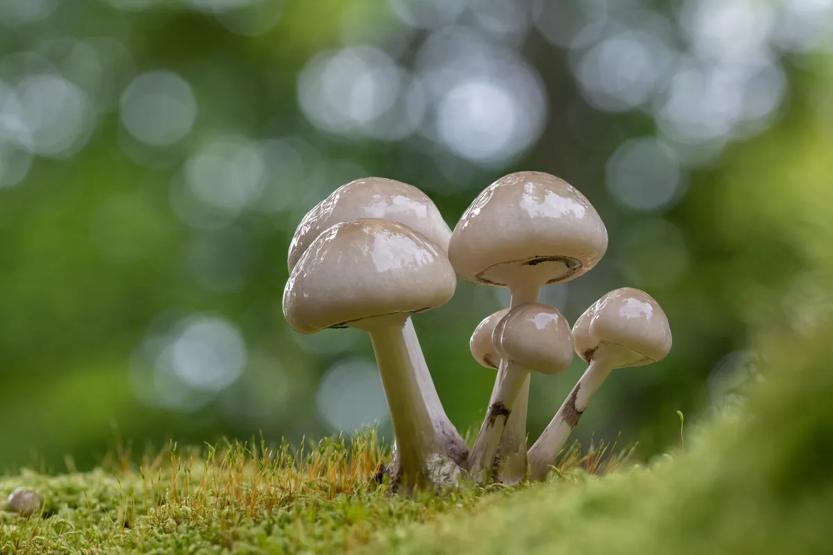 Porcelain fungus growing from moss